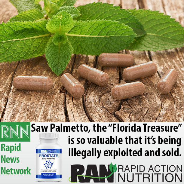 Saw Palmetto is the "Florida Treasure"